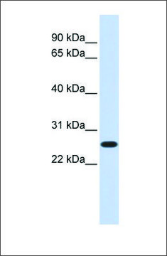 Anti-DULLARD antibody produced in rabbit affinity isolated antibody