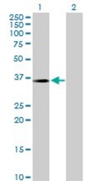 Anti-CRYM antibody produced in rabbit purified immunoglobulin, buffered aqueous solution