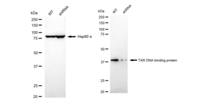 KD-Validated Anti TAR DNA binding protein Antibody, clone 23GB4730, Rabbit Monoclonal clone 23GB4730, recombinant rabbit monoclonal, expressed in HEK293 cells