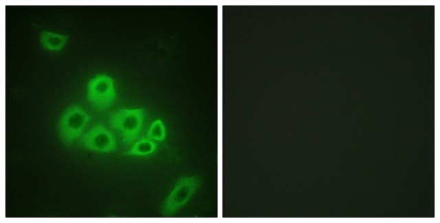 Anti-S1P Receptor EDG1 antibody produced in rabbit affinity isolated antibody