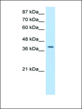 Anti-LARP7 antibody produced in rabbit IgG fraction of antiserum