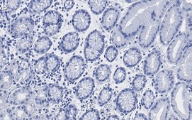 Anti-MUC1 Antibody, clone 1F23 ZooMAb® Rabbit Monoclonal recombinant, expressed in HEK 293 cells