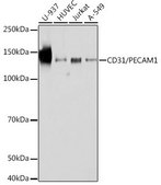 Anti-CD31/PECAM1 antibody produced in rabbit