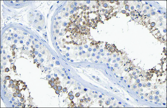 Anti-DYNC1H1 antibody produced in rabbit Prestige Antibodies&#174; Powered by Atlas Antibodies, affinity isolated antibody, buffered aqueous glycerol solution