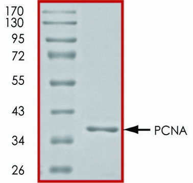 PCNA, His tagged human recombinant, expressed in E. coli, &#8805;70% (SDS-PAGE), buffered aqueous glycerol solution