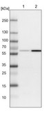 Anti-SAMD3 antibody produced in rabbit Prestige Antibodies® Powered by Atlas Antibodies, affinity isolated antibody, buffered aqueous glycerol solution, ab1