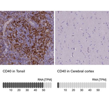 Monoclonal Anti-CD40 antibody produced in mouse Prestige Antibodies&#174; Powered by Atlas Antibodies, clone CL1673, purified immunoglobulin, buffered aqueous glycerol solution