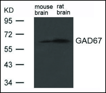 Anti-GAD1 antibody produced in rabbit affinity isolated antibody