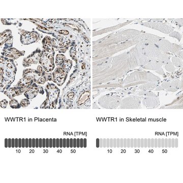 Anti-WWTR1 antibody produced in rabbit Prestige Antibodies&#174; Powered by Atlas Antibodies, affinity isolated antibody, buffered aqueous glycerol solution