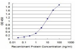 Monoclonal Anti-UROD, (C-terminal) antibody produced in mouse clone 2F5, purified immunoglobulin, buffered aqueous solution