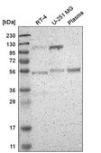 Anti-POLK antibody produced in rabbit Prestige Antibodies® Powered by Atlas Antibodies, affinity isolated antibody