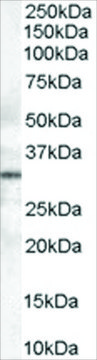 Anti-STX6 antibody produced in goat affinity isolated antibody, buffered aqueous solution