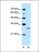 Anti-EGFL8 antibody produced in rabbit IgG fraction of antiserum