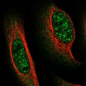 Anti-FAM160B1 antibody produced in rabbit Prestige Antibodies® Powered by Atlas Antibodies, affinity isolated antibody, buffered aqueous glycerol solution