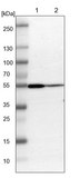 Anti-ARHGAP1 antibody produced in rabbit Ab2, Prestige Antibodies® Powered by Atlas Antibodies, affinity isolated antibody, buffered aqueous glycerol solution