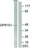 Anti-GPR151 antibody produced in rabbit affinity isolated antibody
