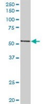 Anti-PVRL2 antibody produced in rabbit purified immunoglobulin, buffered aqueous solution