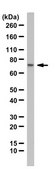 Anti-CDC45 from rabbit, purified by affinity chromatography