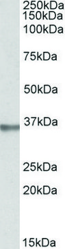 Anti-SPON2 antibody produced in goat affinity isolated antibody, buffered aqueous solution