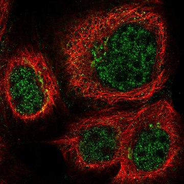 Anti-MPLKIP antibody produced in rabbit Prestige Antibodies&#174; Powered by Atlas Antibodies, affinity isolated antibody, buffered aqueous glycerol solution