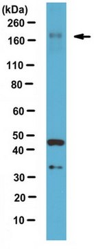 抗-LTBP1抗体铰链区 from rabbit, purified by affinity chromatography