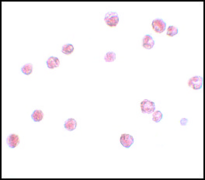 Anti-NALP13 antibody produced in rabbit affinity isolated antibody, buffered aqueous solution