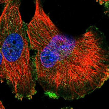 Anti-MET antibody produced in rabbit Prestige Antibodies&#174; Powered by Atlas Antibodies, affinity isolated antibody