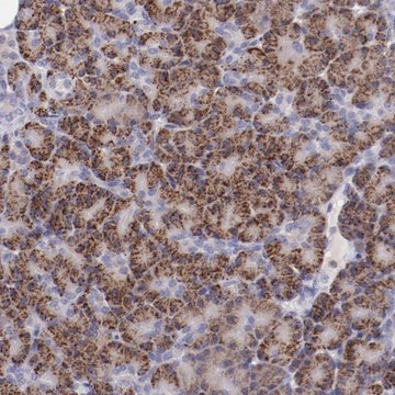 Anti-TRAF3 antibody produced in rabbit Prestige Antibodies&#174; Powered by Atlas Antibodies, affinity isolated antibody, buffered aqueous glycerol solution