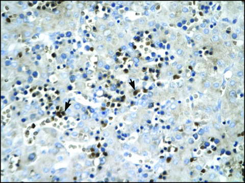 Anti-SCD antibody produced in rabbit IgG fraction of antiserum