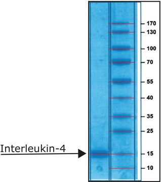 白细胞介素4 人 IL-4, recombinant, expressed in E. coli, lyophilized powder, suitable for cell culture