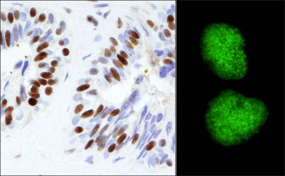 Rabbit anti-KAP-1 Antibody, Affinity Purified Powered by Bethyl Laboratories, Inc.