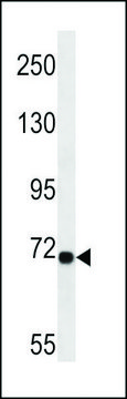 ANTI-LRP10(N-TERMINAL) antibody produced in rabbit affinity isolated antibody, buffered aqueous solution