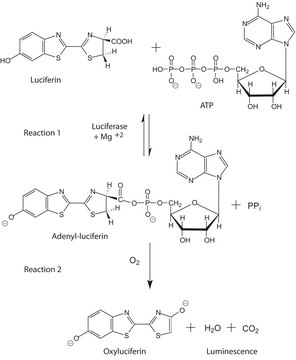 荧光素酶 来源于费希尔(氏)弧菌 （发光菌属&amp;nbsp;f） lyophilized powder