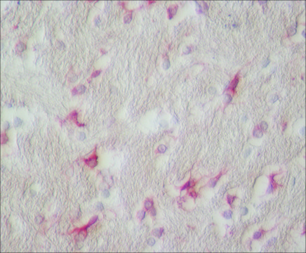 Anti-Glutamine Synthetase antibody produced in rabbit IgG fraction of antiserum, buffered aqueous solution