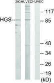 Anti-HGS antibody produced in rabbit affinity isolated antibody