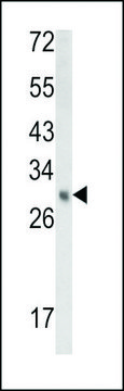 ANTI-EBP(N-TERMINAL) antibody produced in rabbit affinity isolated antibody, buffered aqueous solution