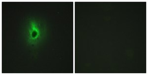 Anti-Collagen VI α3 antibody produced in rabbit affinity isolated antibody