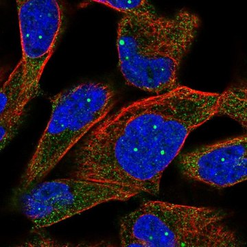 Anti-TPP2 antibody produced in rabbit Prestige Antibodies&#174; Powered by Atlas Antibodies, affinity isolated antibody