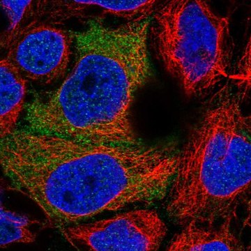 Anti-PDZRN3 antibody produced in rabbit Prestige Antibodies&#174; Powered by Atlas Antibodies, affinity isolated antibody