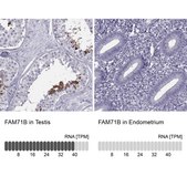 Anti-FAM71B antibody produced in rabbit Prestige Antibodies® Powered by Atlas Antibodies, affinity isolated antibody, buffered aqueous glycerol solution