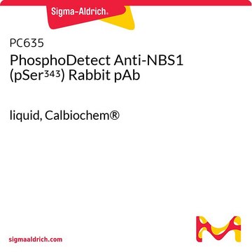 PhosphoDetect Anti-NBS1 (pSer&#179;&#8308;&#179;) Rabbit pAb liquid, Calbiochem&#174;