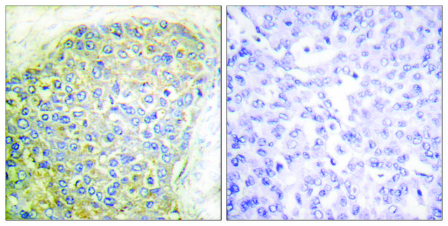 Anti-HSL antibody produced in rabbit affinity isolated antibody