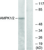 Anti-AMPK1 antibody produced in rabbit affinity isolated antibody