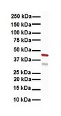 Anti-KRT15 antibody produced in rabbit affinity isolated antibody