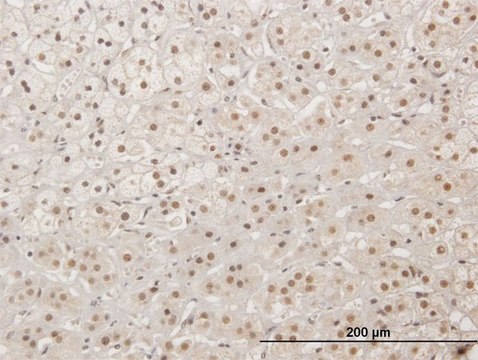 Anti-XRCC4 antibody produced in mouse purified immunoglobulin, buffered aqueous solution