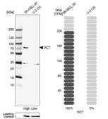 Anti-DCT antibody produced in rabbit Prestige Antibodies® Powered by Atlas Antibodies, affinity isolated antibody, buffered aqueous glycerol solution