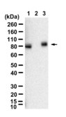 Anti-LRRC8E Antibody, clone 3H20 ZooMAb® Rabbit Monoclonal recombinant, expressed in HEK 293 cells