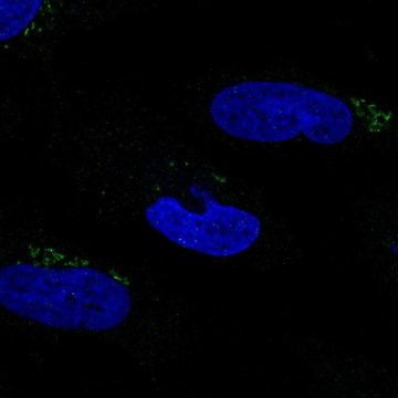 Anti-MGAT2 antibody produced in rabbit Prestige Antibodies&#174; Powered by Atlas Antibodies, affinity isolated antibody