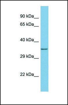 Anti-MEMO1 antibody produced in rabbit affinity isolated antibody