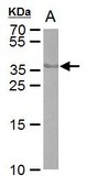 Monoclonal Anti-Cre recombinase antibody produced in mouse clone GT10212, affinity isolated antibody
